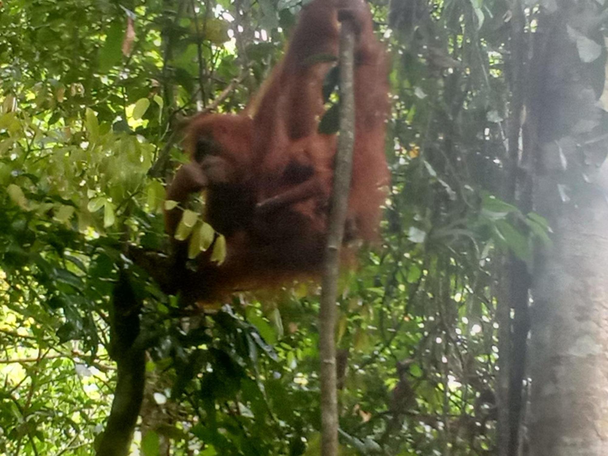 Jungle Treking & Jungle Tour If You Want To Stay Here,You Must Book Treking Only With Us Bukit Lawang Bagian luar foto