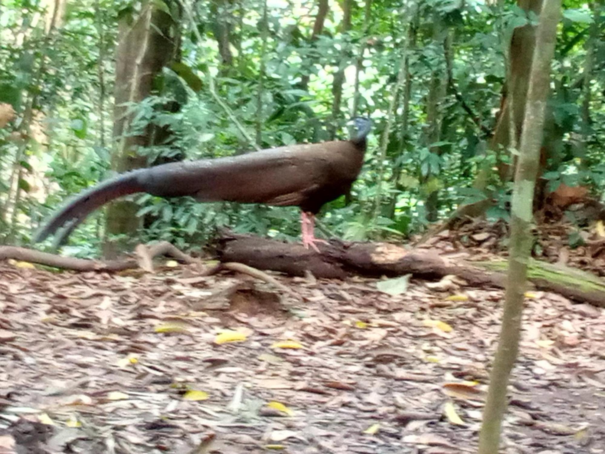 Jungle Treking & Jungle Tour If You Want To Stay Here,You Must Book Treking Only With Us Bukit Lawang Bagian luar foto