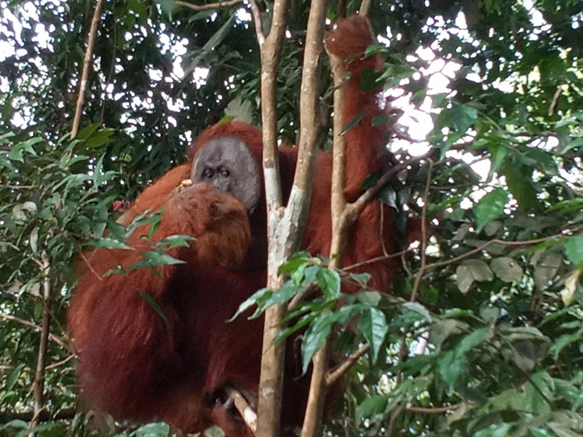 Jungle Treking & Jungle Tour If You Want To Stay Here,You Must Book Treking Only With Us Bukit Lawang Bagian luar foto