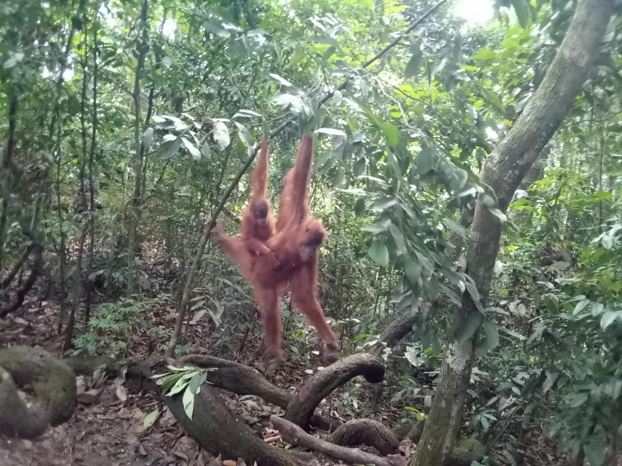 Jungle Treking & Jungle Tour If You Want To Stay Here,You Must Book Treking Only With Us Bukit Lawang Bagian luar foto