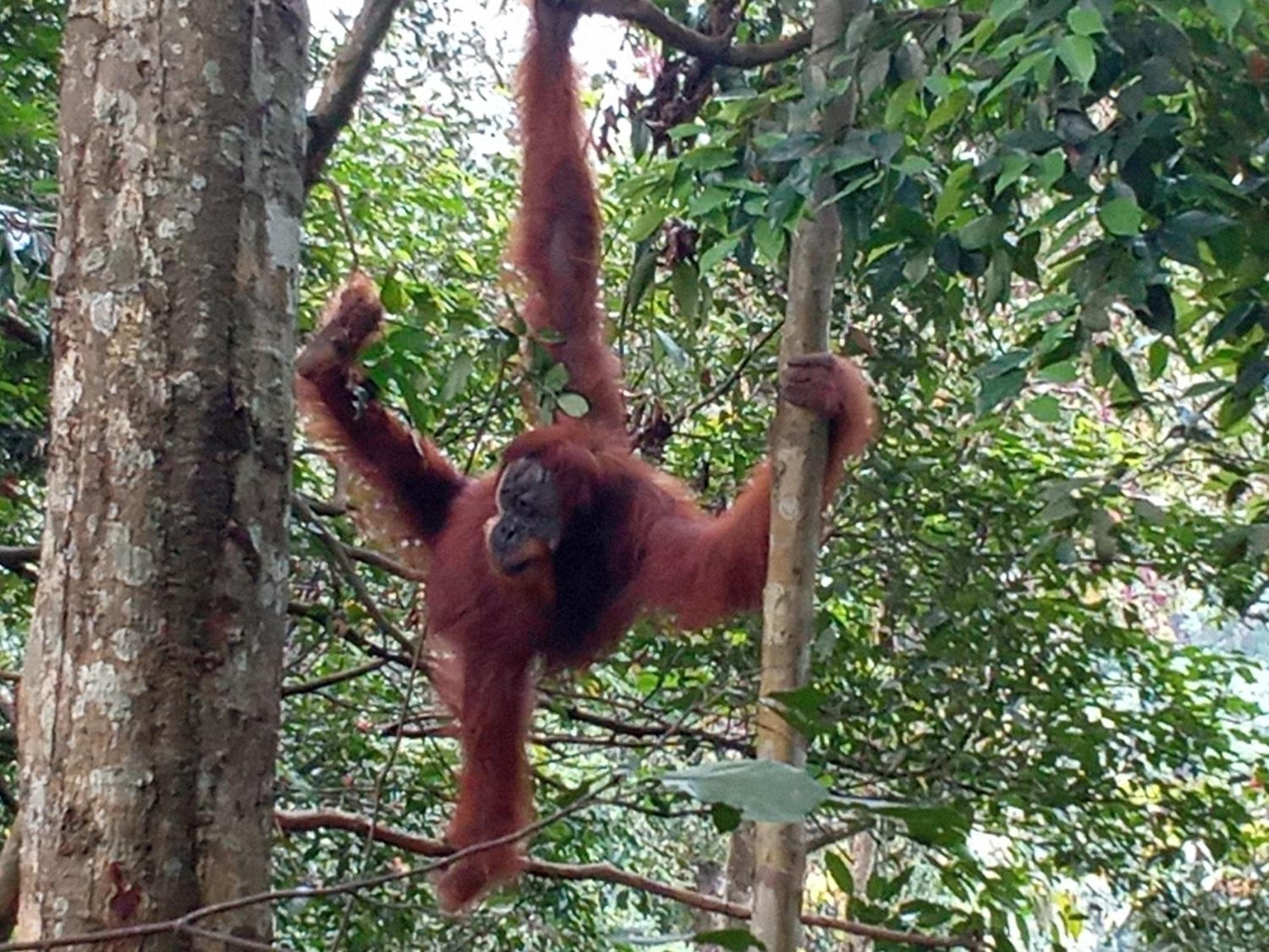 Jungle Treking & Jungle Tour If You Want To Stay Here,You Must Book Treking Only With Us Bukit Lawang Bagian luar foto