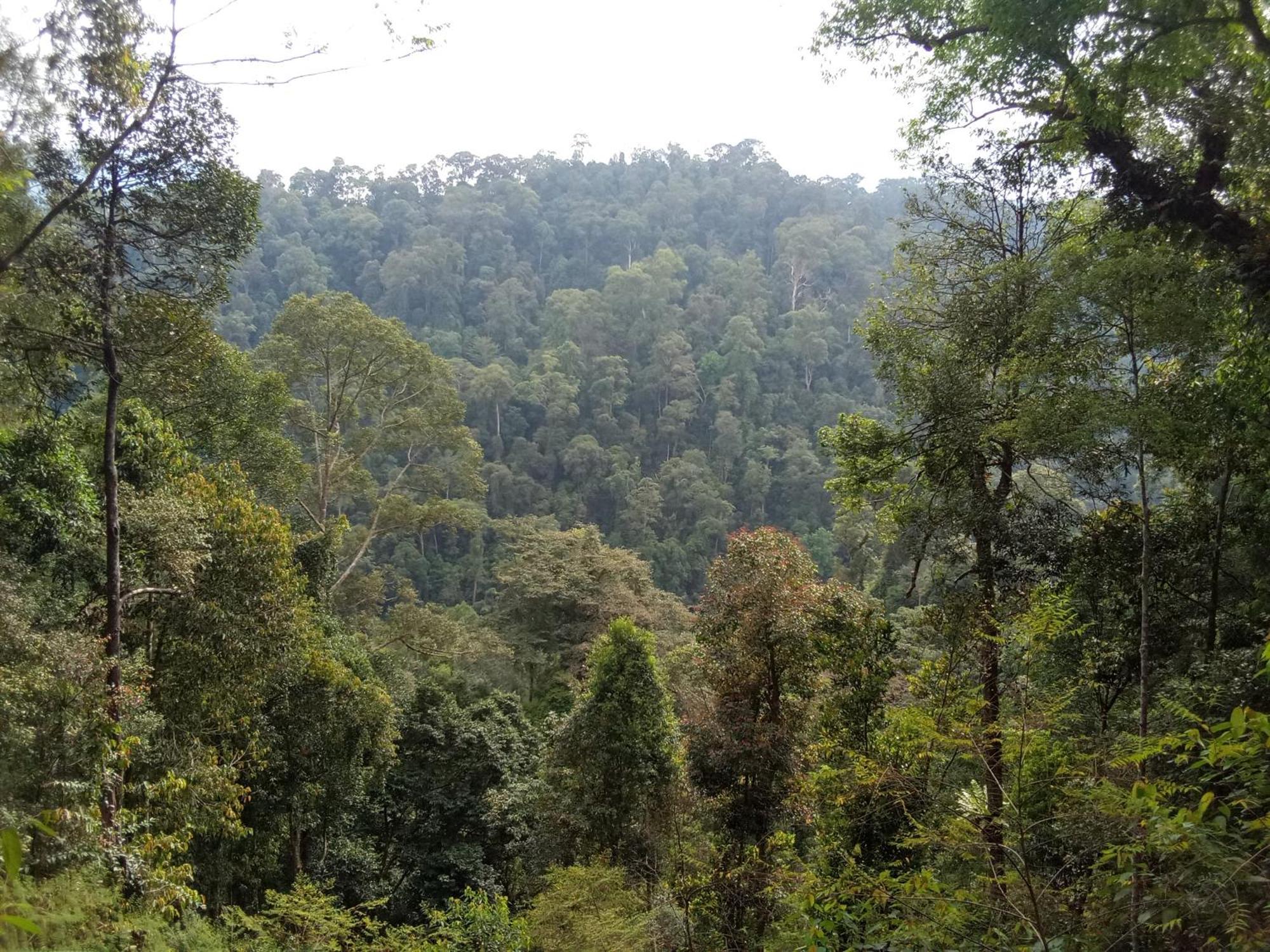 Jungle Treking & Jungle Tour If You Want To Stay Here,You Must Book Treking Only With Us Bukit Lawang Bagian luar foto