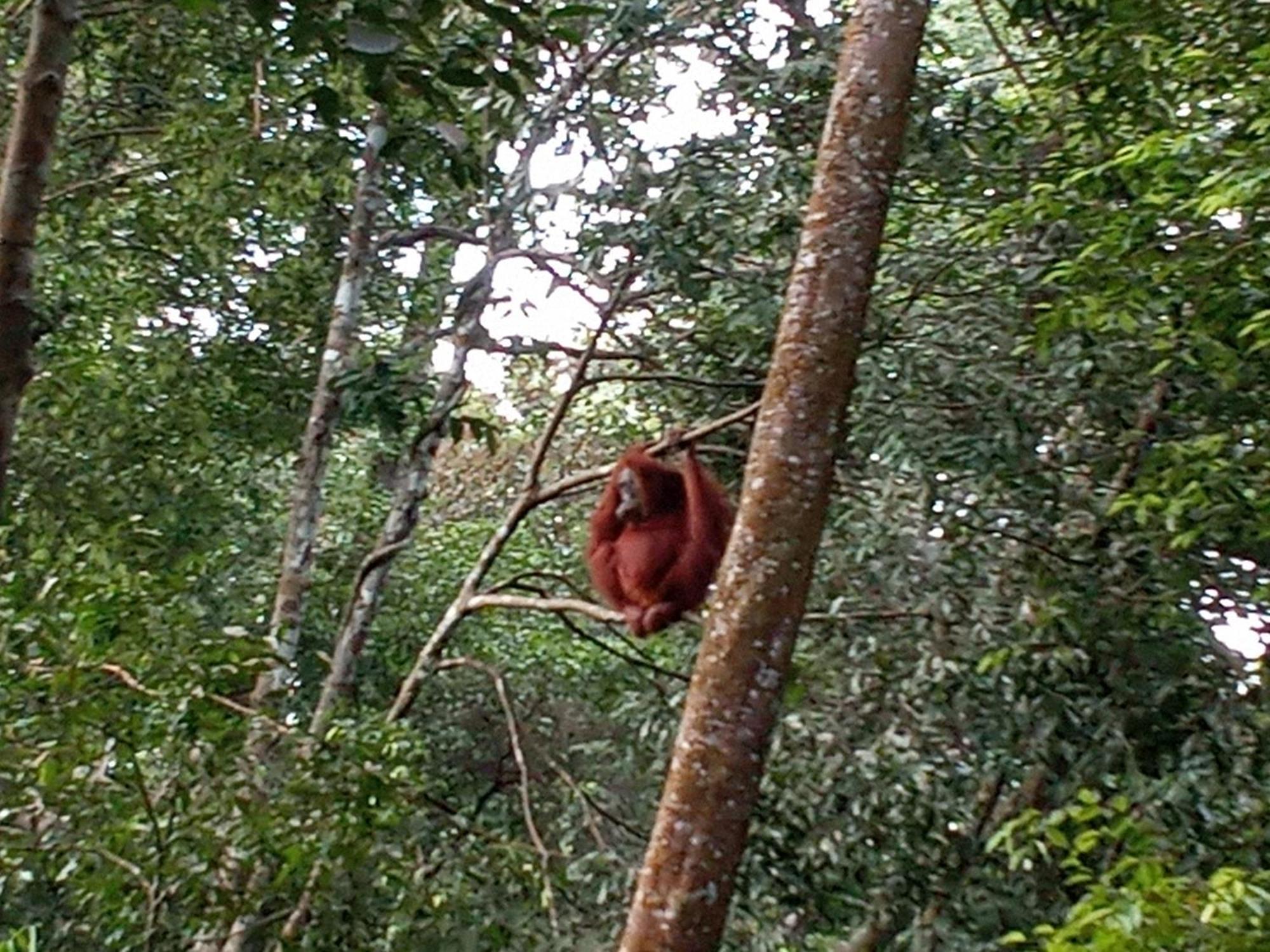 Jungle Treking & Jungle Tour If You Want To Stay Here,You Must Book Treking Only With Us Bukit Lawang Bagian luar foto