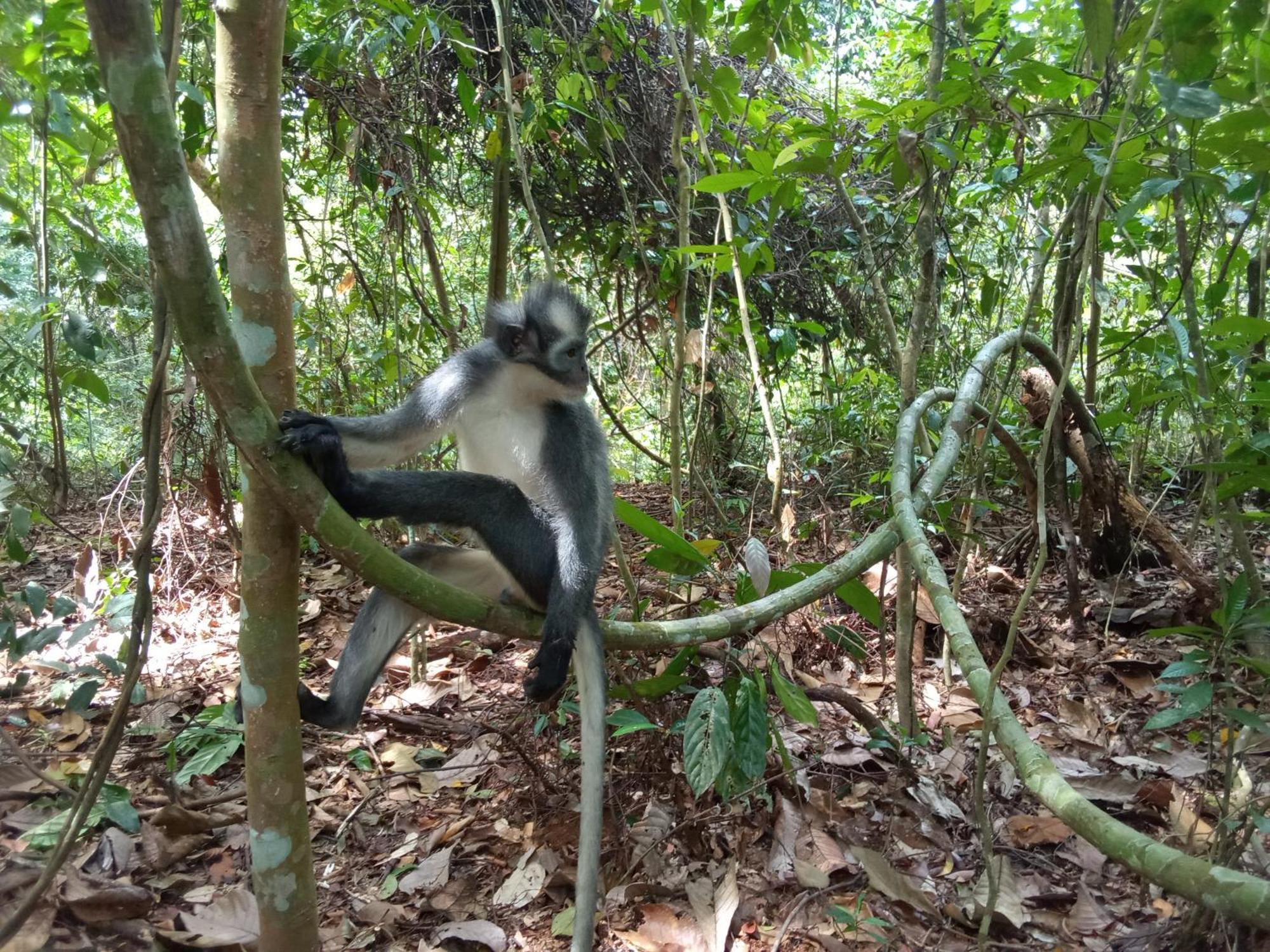 Jungle Treking & Jungle Tour If You Want To Stay Here,You Must Book Treking Only With Us Bukit Lawang Bagian luar foto