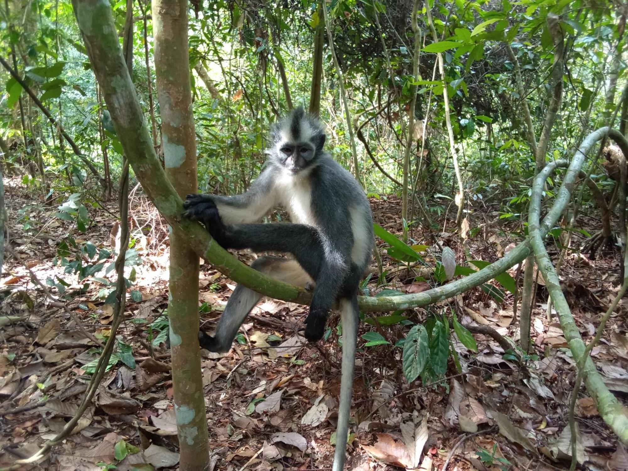 Jungle Treking & Jungle Tour If You Want To Stay Here,You Must Book Treking Only With Us Bukit Lawang Bagian luar foto