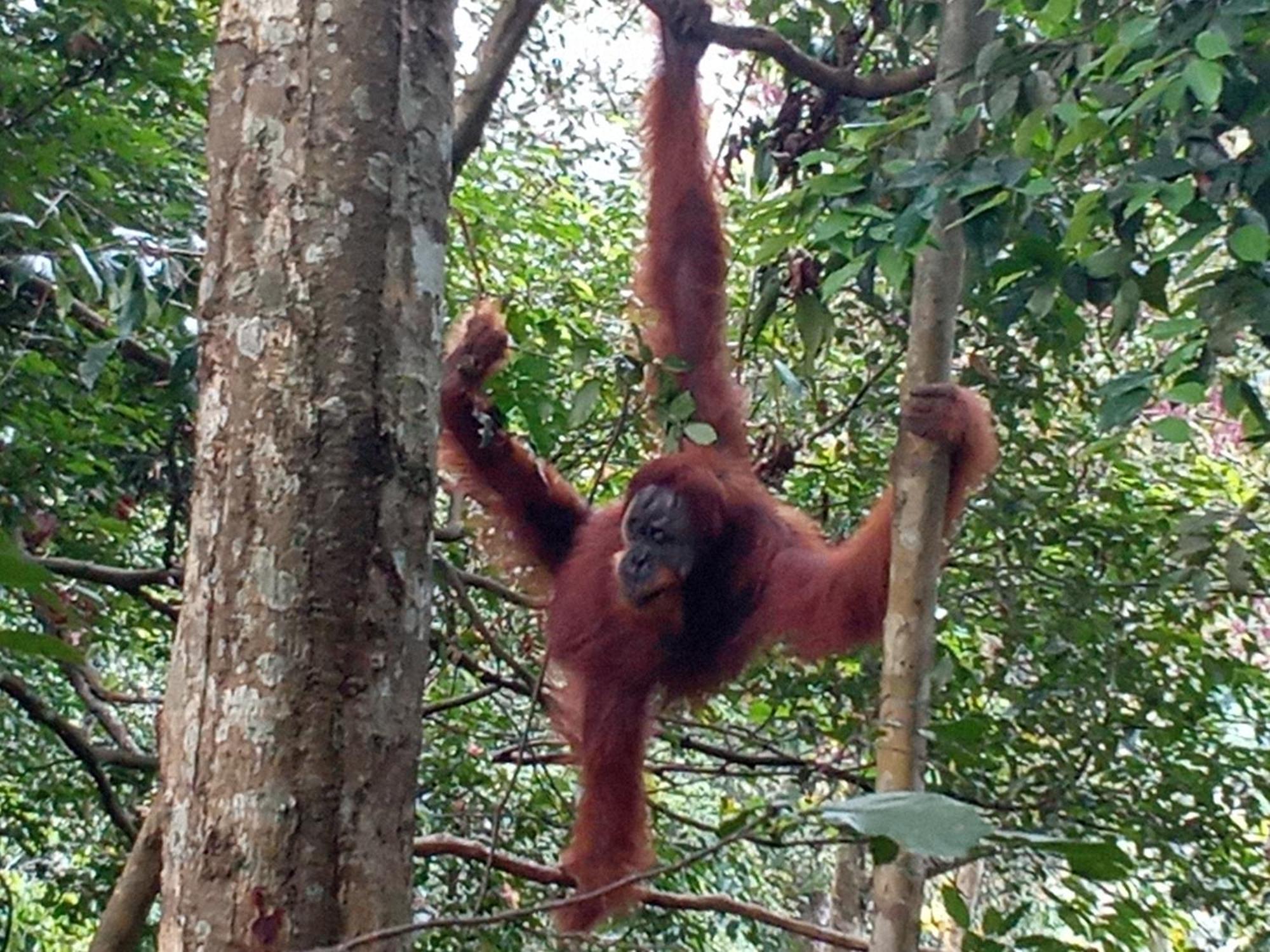 Jungle Treking & Jungle Tour If You Want To Stay Here,You Must Book Treking Only With Us Bukit Lawang Bagian luar foto