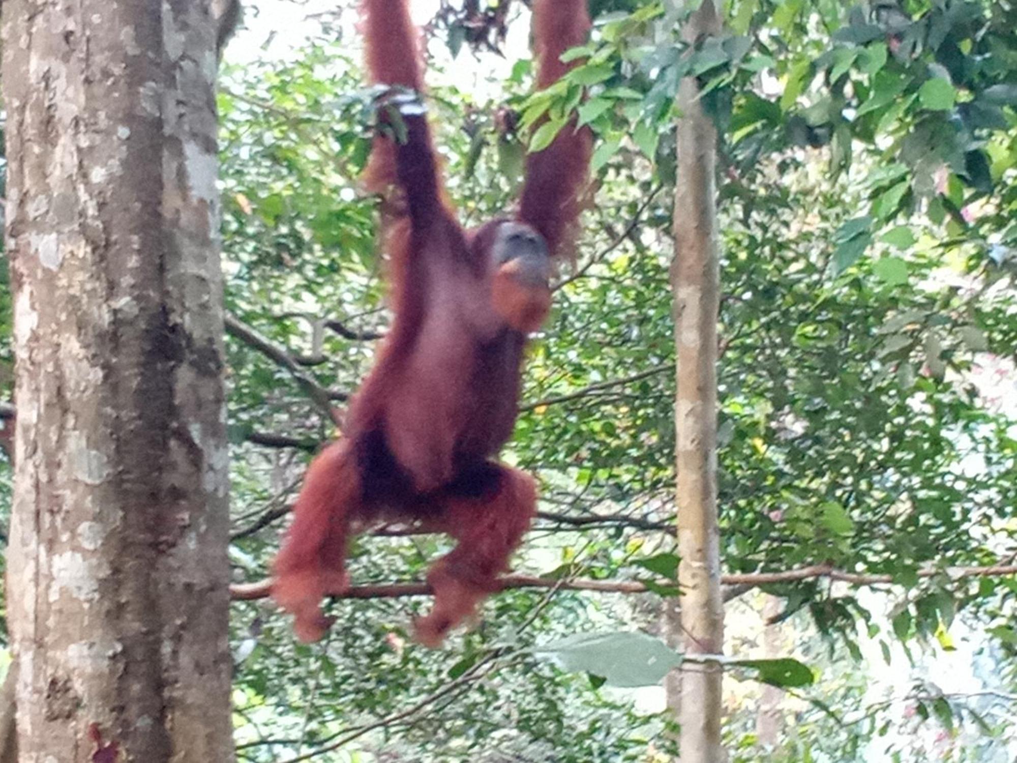 Jungle Treking & Jungle Tour If You Want To Stay Here,You Must Book Treking Only With Us Bukit Lawang Bagian luar foto