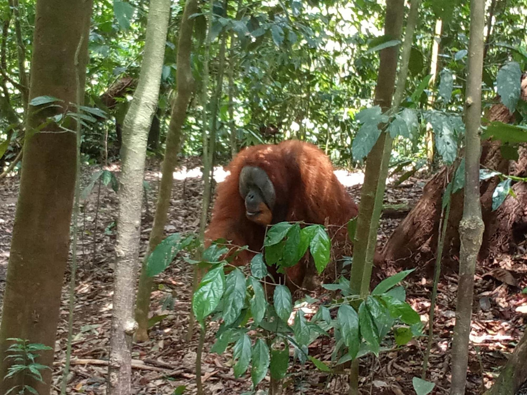 Jungle Treking & Jungle Tour If You Want To Stay Here,You Must Book Treking Only With Us Bukit Lawang Bagian luar foto