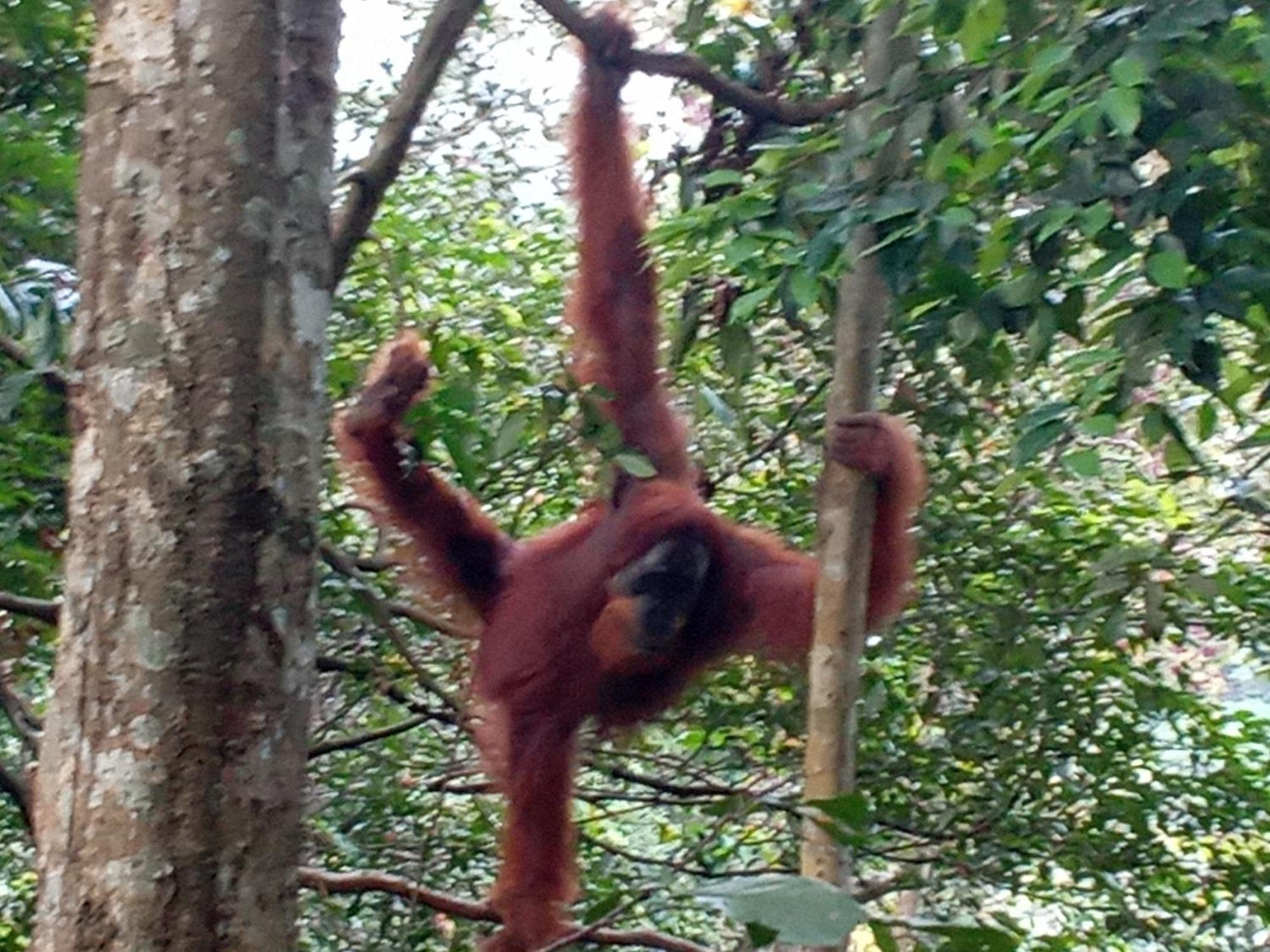 Jungle Treking & Jungle Tour If You Want To Stay Here,You Must Book Treking Only With Us Bukit Lawang Bagian luar foto