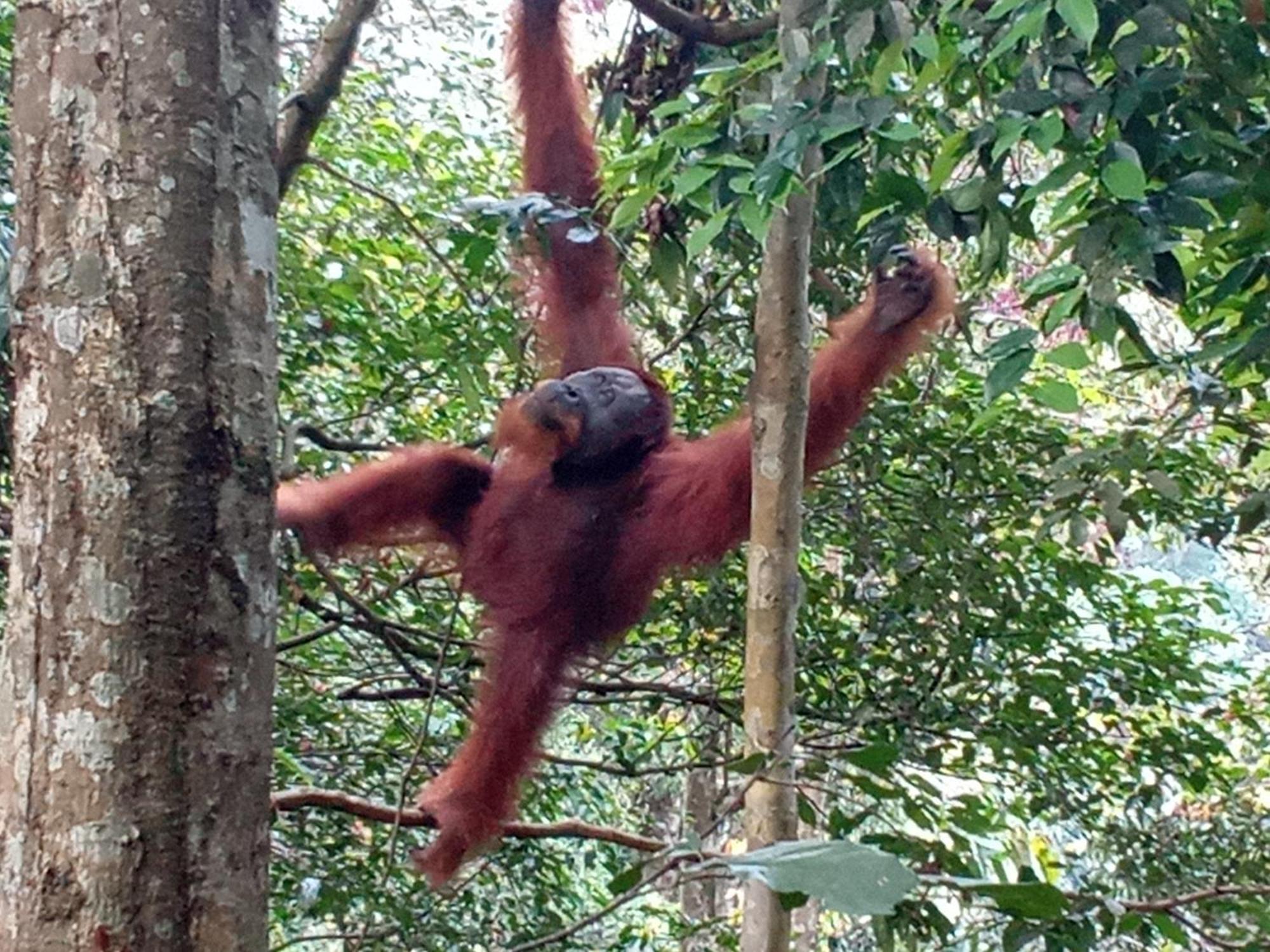 Jungle Treking & Jungle Tour If You Want To Stay Here,You Must Book Treking Only With Us Bukit Lawang Bagian luar foto